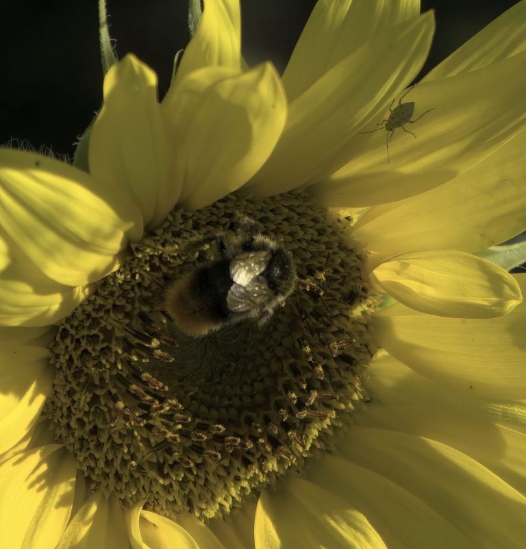 Sonnenblume mit Insekt in Nahaufnahme