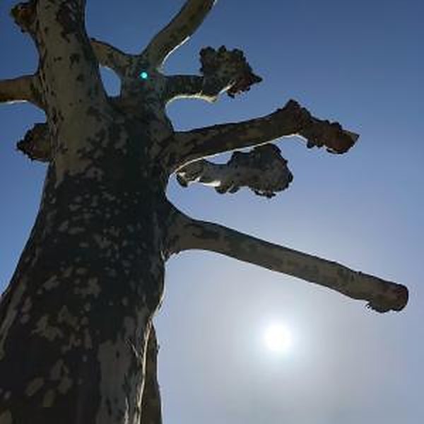 Knorriger Baum vor blauem Himmel im Gegenlicht