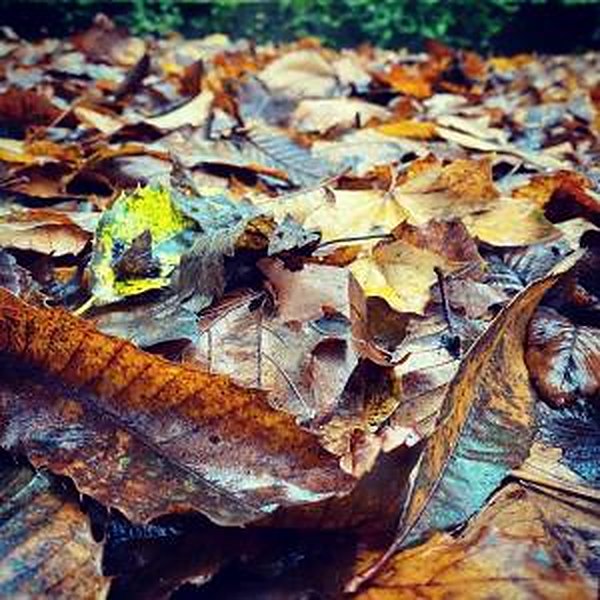 Buntes Herbstlaub am Boden